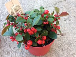 Gaulteria y Skimmia plantas decorativas para Navidad