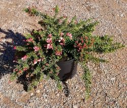 Nuevas plantas para este otoño