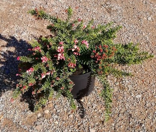 Nuevas plantas para este otoño