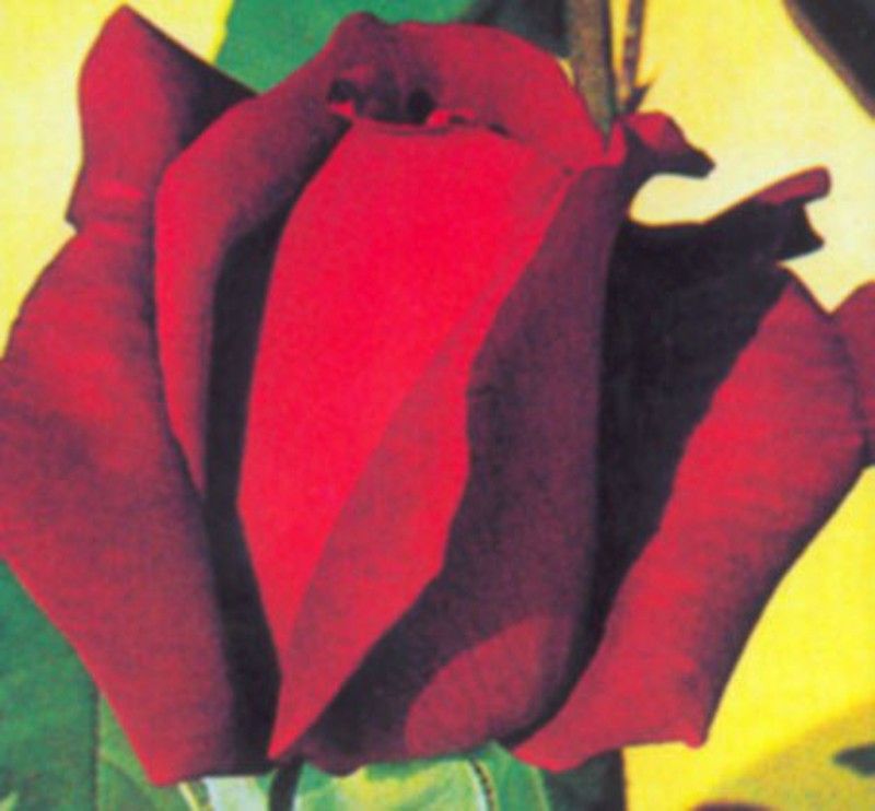 Rosales Arbustivos