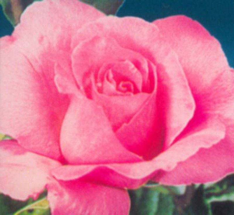 Rosal Queen Elizabeth 3.5 litros