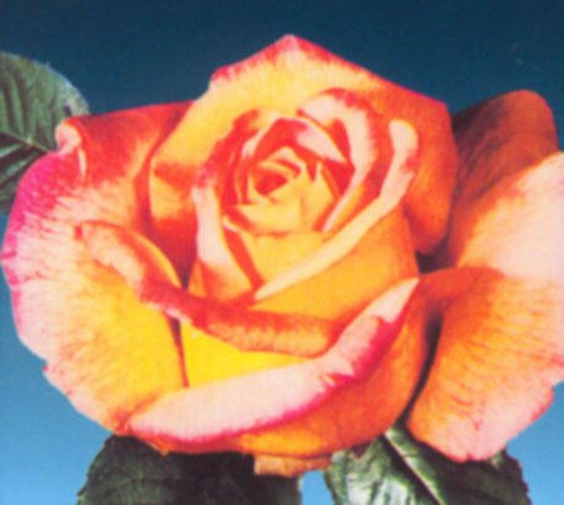 Rosal Mme. A.Meilland 3.5 litros