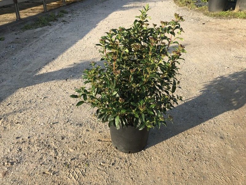 Viburnum tinus