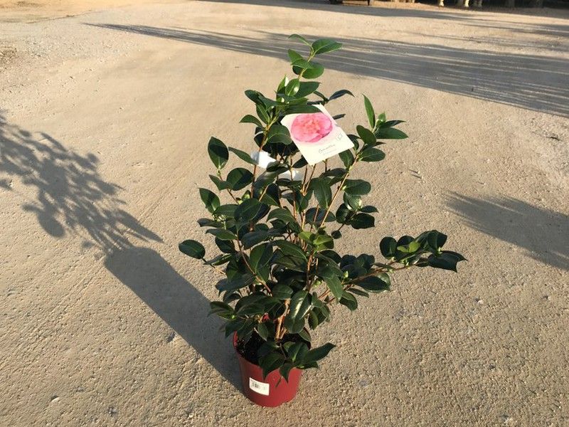 Camellia japonica