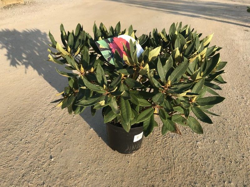 Rhododendron