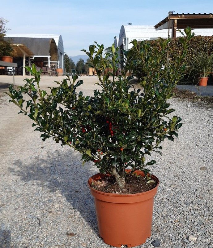 Ilex aquifolium