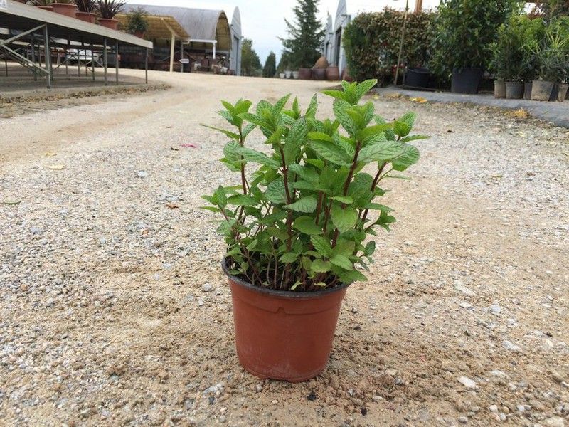 Menta hierbabuena - Mentha suaveolens