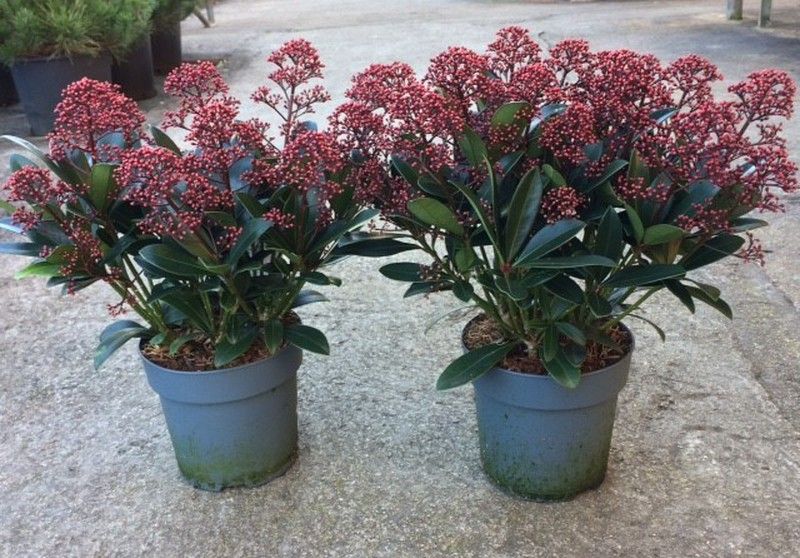 Skimmia japonica Rubella