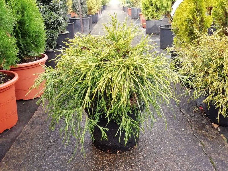 Chamaecyparis Sungold