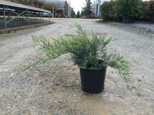 Enebro de la China     Juniperus Pfitzeriana Glauca