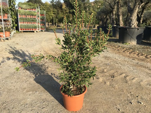 Limpiatubos   Callistemon laevis