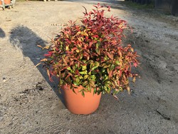 variedades de nandina enana