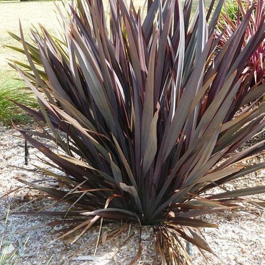 Phormium tenax Purpureum