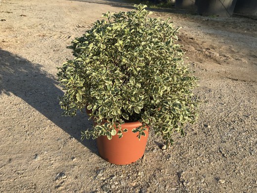 Pittosporum tenuifolium Golf Ball