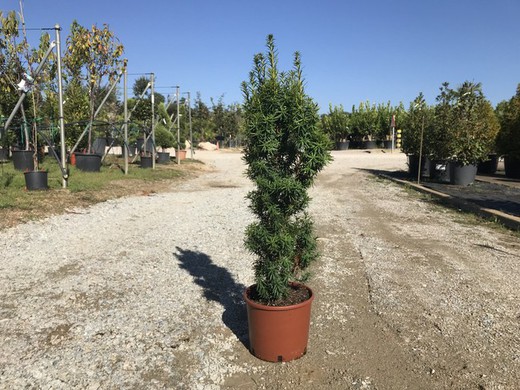 Tejo - Taxus baccata 'David'