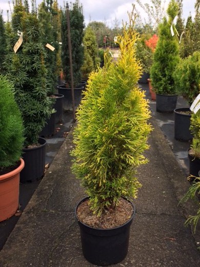 Thuja occidentalis Golden Smaragd