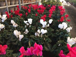 Violeta de Persia - Cyclamen persicum — Centro de Jardineria Cardedeu