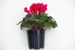 Violeta de Persia - Cyclamen persicum — Centro de Jardineria Cardedeu