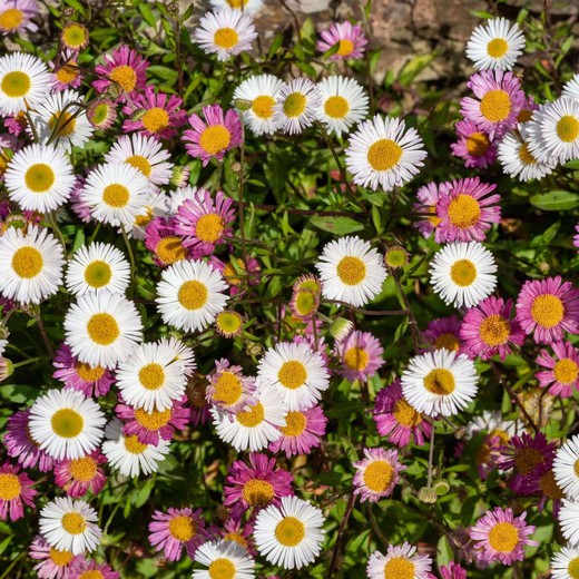 Vitadinia - Erigeron karvinskianus