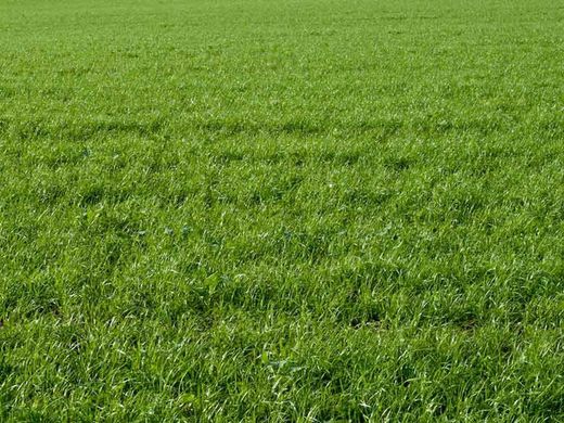 Césped y Grama