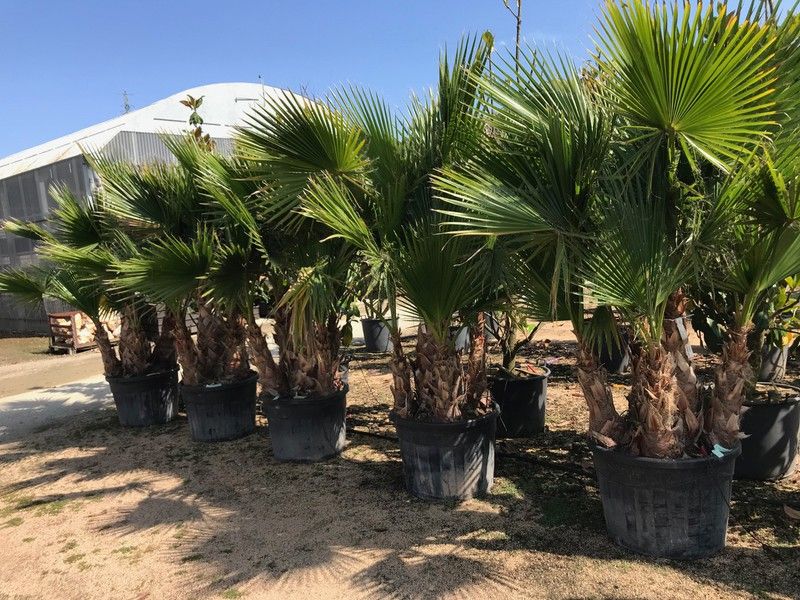 Fitosanitarios y Abonos