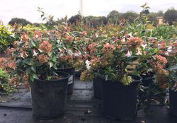 Abelia    Abelia X grandiflora