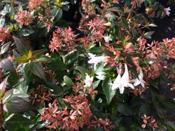 Abelia    Abelia X grandiflora