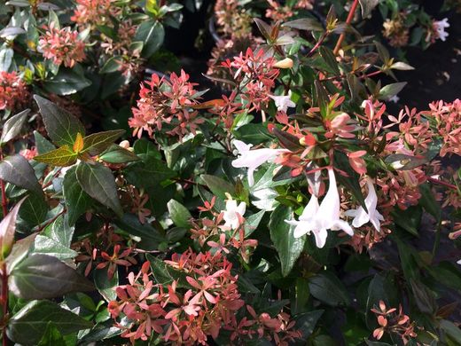 Abelia    Abelia X grandiflora
