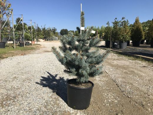 Abeto azul     Picea pungens Oldenburg