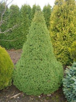 Picea glauca var. albertiana Conica