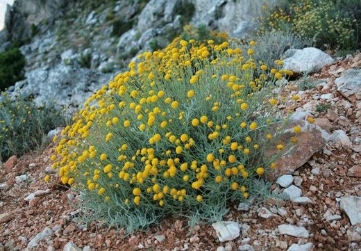 Abrótano hembra      Santolina chamaecyparissus