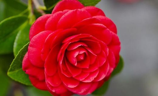 Camelia japonica