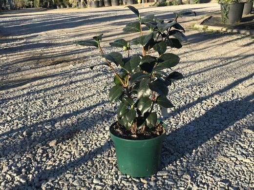 Camelia japonica