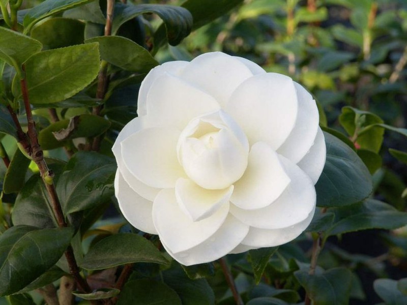 Camelia japonica — Centro de Jardineria Cardedeu