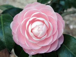 Camelia japonica