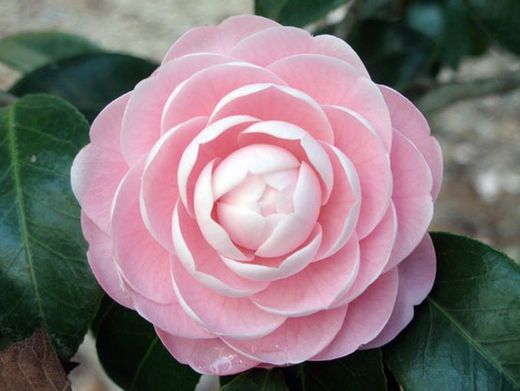Camelia japonica