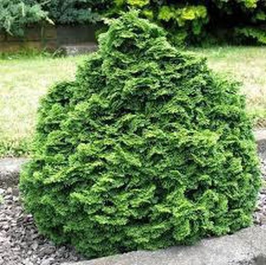Chamaecyparis Obtusa Nana gracilis