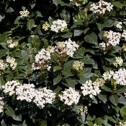 Durillo Viburnum tinus