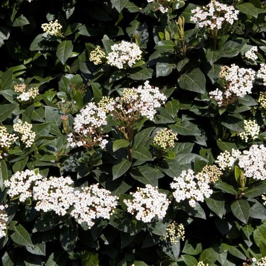 Durillo Viburnum tinus