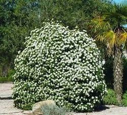 Durillo Viburnum tinus