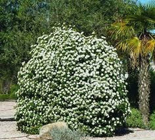 Durillo Viburnum tinus