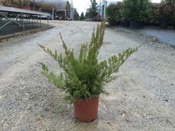 Enebro de la China Juniperus Pfitzeriana Aurea