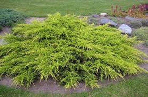 Enebro de la China Juniperus Pfitzeriana Aurea