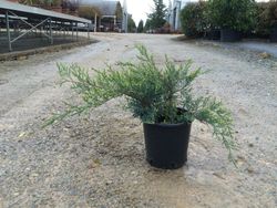 Enebro de la China     Juniperus Pfitzeriana Glauca