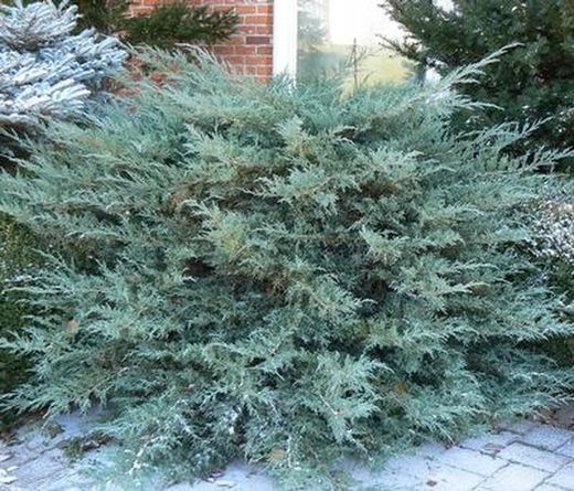 Enebro de la China     Juniperus Pfitzeriana Glauca