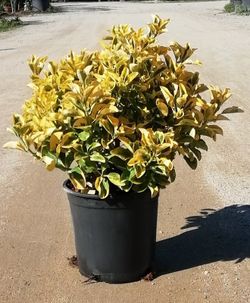 Evónimo Bonetero del Japón Euonymus japonicus Aureomarginatus