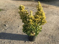 Evónimo Bonetero del Japón Euonymus japonicus Aureomarginatus