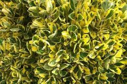 Evónimo Bonetero del Japón Euonymus japonicus Aureomarginatus