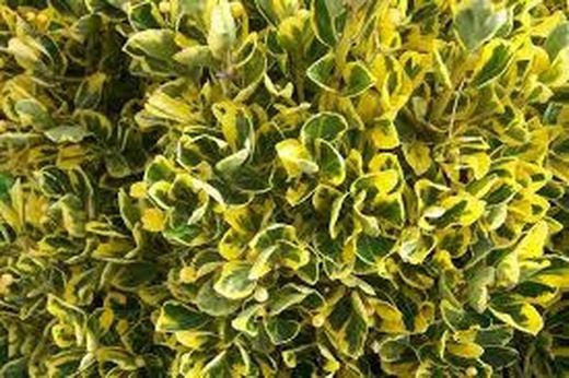 Evónimo Bonetero del Japón Euonymus japonicus Aureomarginatus