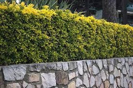 Evónimo Bonetero del Japón Euonymus japonicus Aureomarginatus